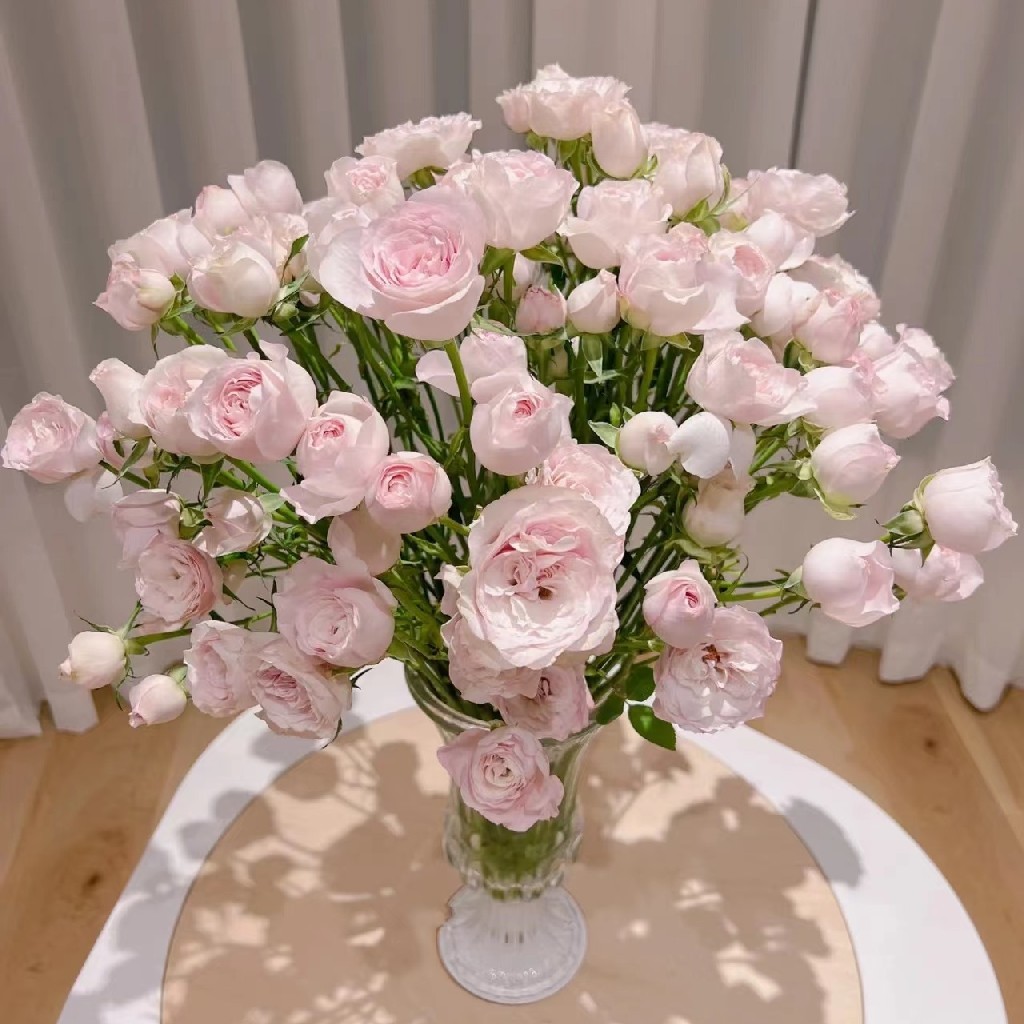 国产玫瑰-多头玫瑰-仙子之吻-10支