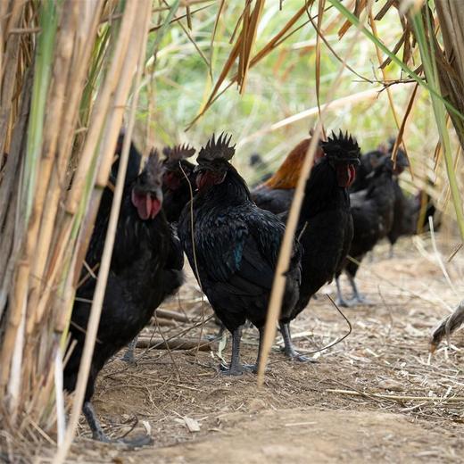 高山黑鸡母鸡 单只约2.2斤 商品图9