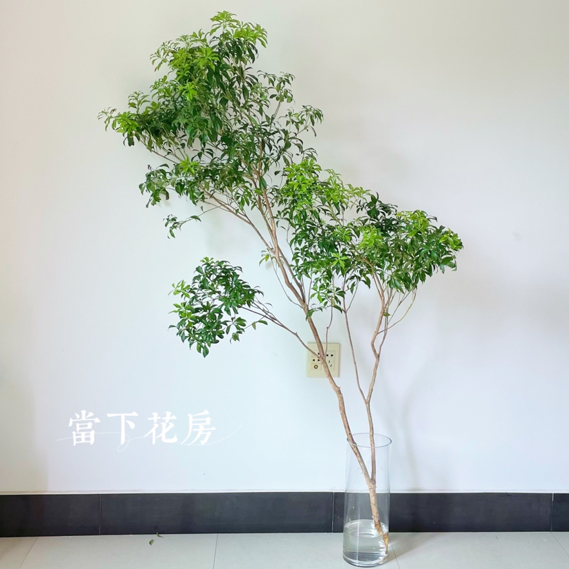 【进口马醉木】1支/份 自成一景 绿意盎然