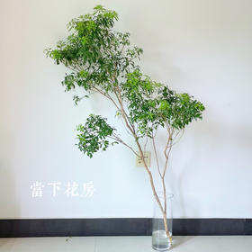 【进口马醉木】1支/份 自成一景 绿意盎然