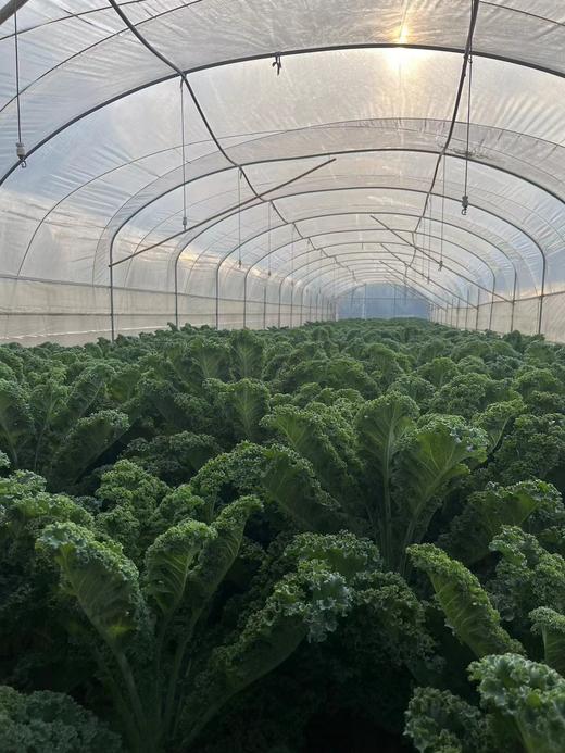 良道 不用选择的健康 西芹羽衣甘蓝全都有哦 有机西芹1.5kg+有机羽衣甘蓝0.5kg 商品图5