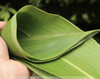 鲜粽子叶，一包50片 商品缩略图0