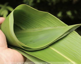 鲜粽子叶，一包50片