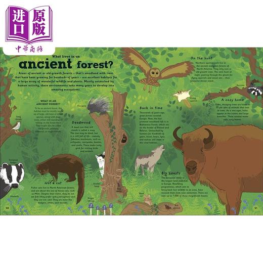 【中商原版】The Magic of Forests DK:森林的魔力 英文原版 进口图书 儿童自然绘本 知识百科图书 精品绘本 精装儿童科普读物 商品图2
