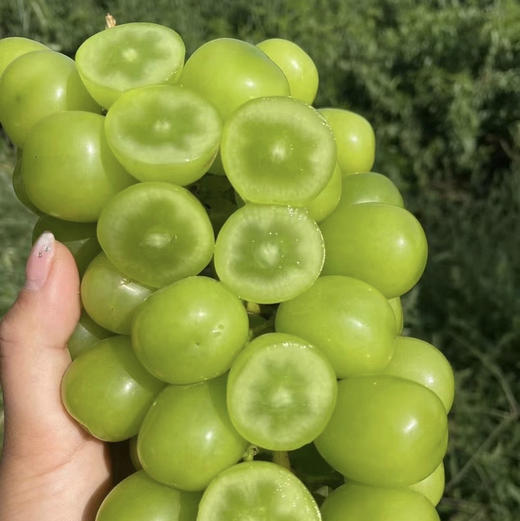 周五配送！晴王阳光玫瑰，沁人心脾甜而不腻
每一颗都晶莹剔透甜在心头，每一颗都水润饱满 肉质细腻！糖度乎均在18度以上，每一颗都是爆甜脆的存在，皮薄无籽、轻咬一口，汁水充足！一箱毛2.5斤，净重2斤左右 商品图2