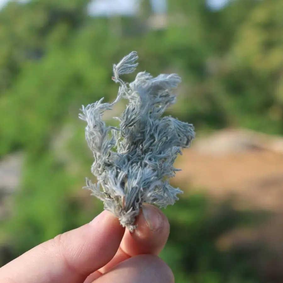 茵陈中药材三月野生新货整棵绵茵陈草白蒿新鲜干货100g1000g 泡茶