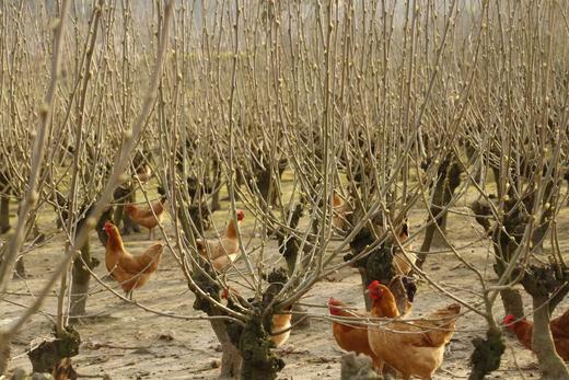 土鸡蛋，无抗生素，30枚装 | 黄山散养鸡蛋，产自黄山黟县南屏村，产地直发，顺丰快递 商品图5