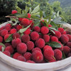 预售【浩口杨梅】2000亩原种，原生，原味，原来的杨梅5斤装（6月28日产地直发） 商品缩略图2