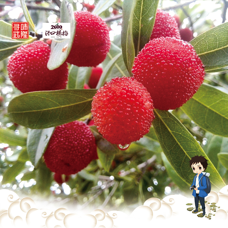 预售【浩口杨梅】2000亩原种，原生，原味，原来的杨梅5斤装（6月28日产地直发）