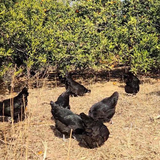 高山黑鸡母鸡 单只约2.2斤 商品图10