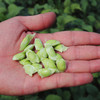 江南豆丹鲜嫩毛豆荚，一级嫩豆，脆嫩清甜 4.5斤 商品缩略图1