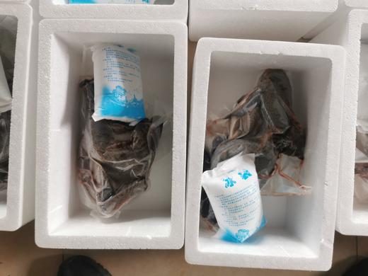 高山黑鸡母鸡 单只约2.2斤 商品图5