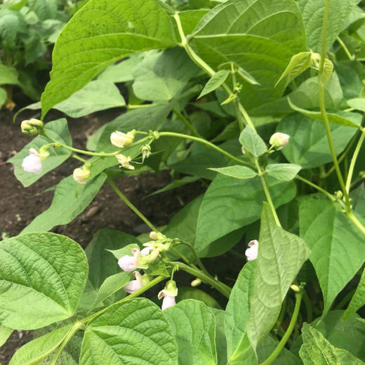 【新粮上市】香畴自然农法花芸豆 煲汤煮粥 500g/袋 商品图5