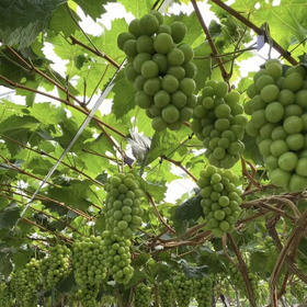 周五配送！晴王阳光玫瑰，沁人心脾甜而不腻
每一颗都晶莹剔透甜在心头，每一颗都水润饱满 肉质细腻！糖度乎均在18度以上，每一颗都是爆甜脆的存在，皮薄无籽、轻咬一口，汁水充足！一箱毛2.5斤，净重2斤左右