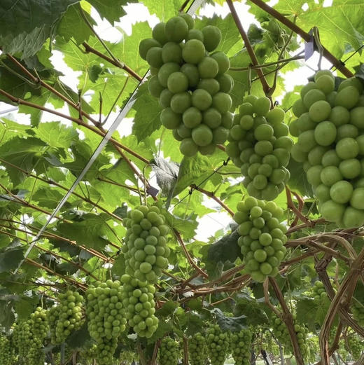周五配送！晴王阳光玫瑰，沁人心脾甜而不腻
每一颗都晶莹剔透甜在心头，每一颗都水润饱满 肉质细腻！糖度乎均在18度以上，每一颗都是爆甜脆的存在，皮薄无籽、轻咬一口，汁水充足！一箱毛2.5斤，净重2斤左右 商品图0