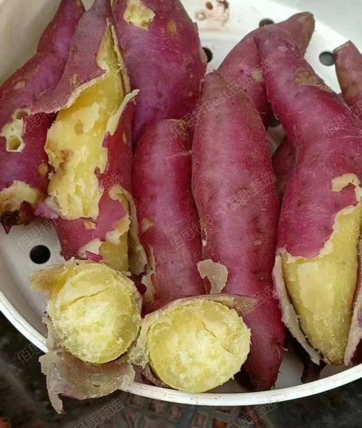 【有机富硒桥头地瓜】5斤/份 商品图0