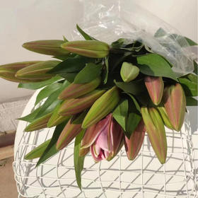 周六配送！香水罗宾百合，单头，一束10支