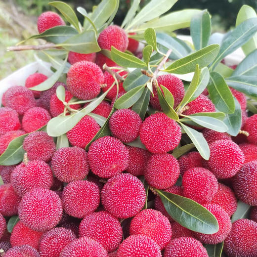 预售【浩口杨梅】2000亩原种，原生，原味，原来的杨梅5斤装（6月28日产地直发） 商品图3