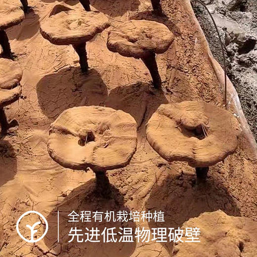 年货节🧨川农大种植研发，三萜含量高达10.4g每百克√【破壁灵芝孢子粉】破壁率高达98%👊 商品图3