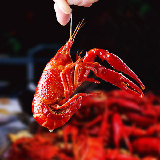 【3盒】 (麻辣味) 国联龙霸小龙虾750g*3盒 商品图3