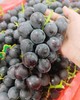 新鲜水果 山东葡萄2斤装 商品缩略图3