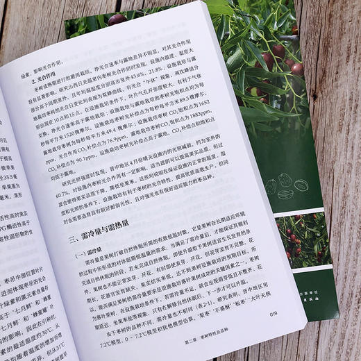 枣树设施丰产栽培技术 商品图6