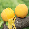 湖北枣阳黄金蜜黄毛桃 黄心毛桃  现摘现发 3斤/4.5斤装 商品缩略图2
