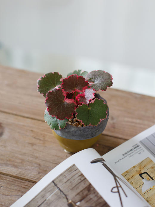 虎耳草 商品图0