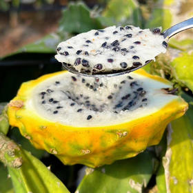 『海南燕窝果』纯甜嫩滑，汁丰润口，晶莹剔透，营养丰富，水果中的“冰糖燕窝”！