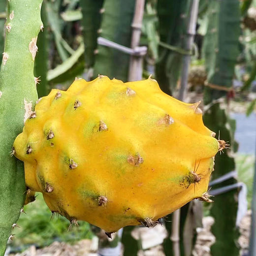 『海南燕窝果』纯甜嫩滑，汁丰润口，晶莹剔透，营养丰富，水果中的“冰糖燕窝”！ 商品图8