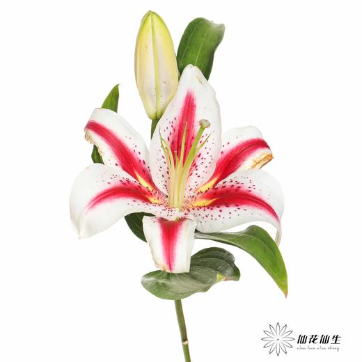 百合 | 笑脸 商品图0