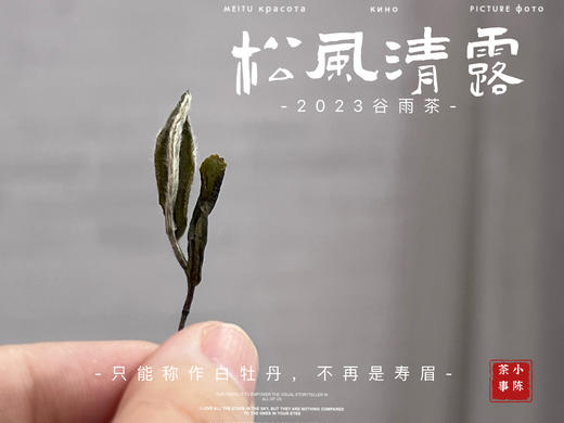 【村姑陈推荐】2023高山谷雨茶，不能再称作谷雨寿眉了，一多半全是白牡丹 商品图2