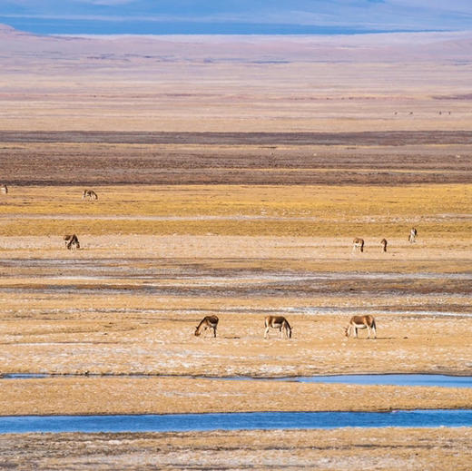 2023氧气旅行团—甘青大环线(快乐加速度） 商品图2