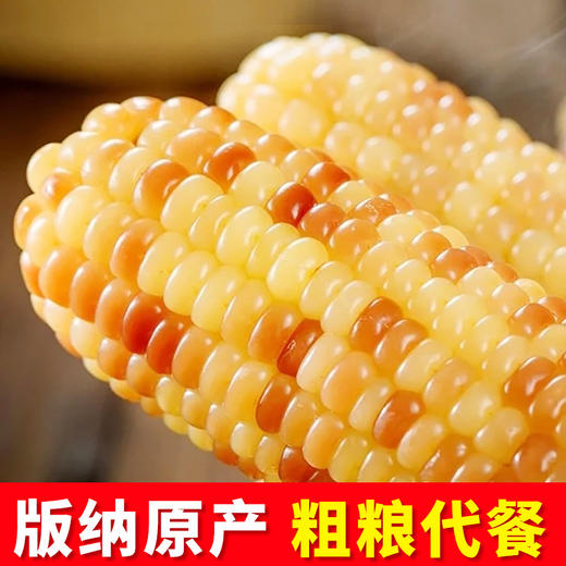 5斤云南西双版纳香糯小玉米真空包装花糯玉米学生上班代餐玉米棒 商品图1