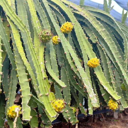 『海南燕窝果』纯甜嫩滑，汁丰润口，晶莹剔透，营养丰富，水果中的“冰糖燕窝”！ 商品图7