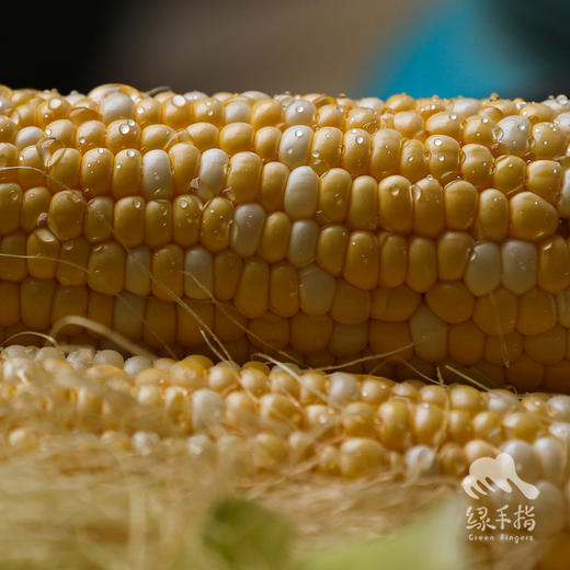 生态肇庆水果玉米 | 合作生产*Ecological fruit corn/waxy corn |Partner Production 商品图3