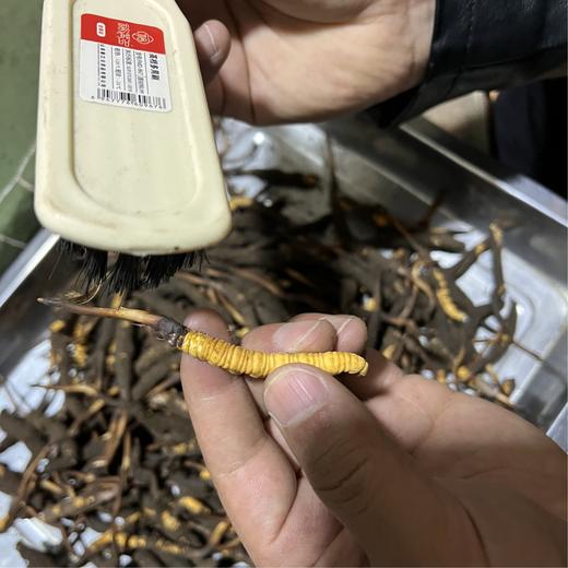 野生那曲高海拔新鲜冬虫夏草【满50条包邮】 | 合作生产* Naqu Cordyceps sinensis | | Coproduction 商品图3