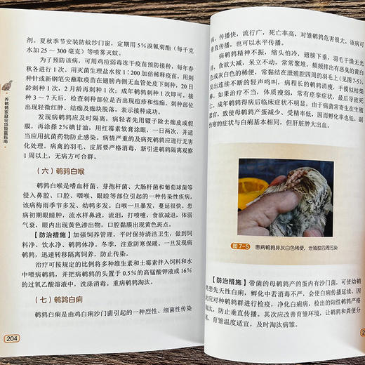 养鹌鹑家庭农场致富指南 商品图9