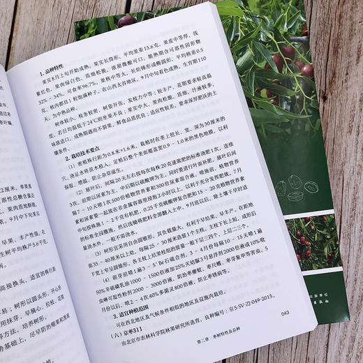 枣树设施丰产栽培技术 商品图5