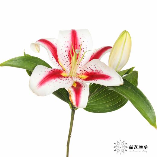 百合 | 笑脸 商品图5