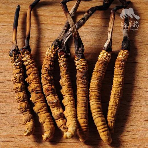 野生那曲高海拔新鲜冬虫夏草【满50条包邮】 | 合作生产* Naqu Cordyceps sinensis | | Coproduction 商品图1