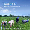 香畴自然农法糙米 可发芽粗粮 1kg/袋 商品缩略图6
