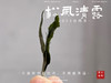 【村姑陈推荐】2023高山谷雨茶，不能再称作谷雨寿眉了，一多半全是白牡丹 商品缩略图3