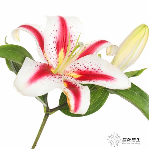 百合 | 笑脸 商品图1