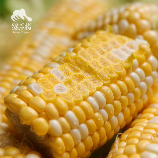 生态肇庆水果玉米 | 合作生产*Ecological fruit corn/waxy corn |Partner Production 商品图4