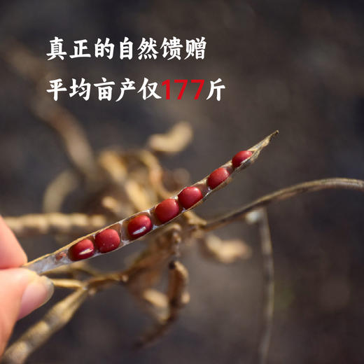 【新粮上市】香畴红豆 自然农法种植红小豆 500g/袋 商品图1