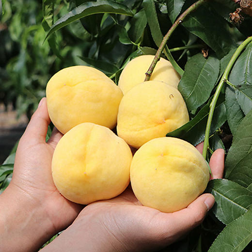湖北枣阳黄金蜜黄毛桃 黄心毛桃  现摘现发 3斤/4.5斤装 商品图1