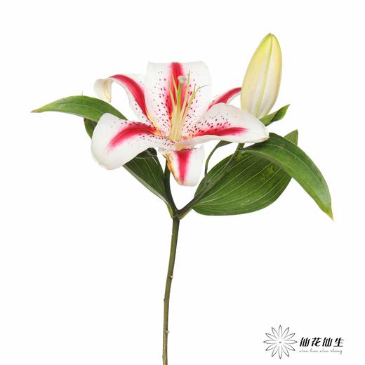 百合 | 笑脸 商品图3