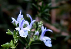 男朋友很喜欢的香味是什么？