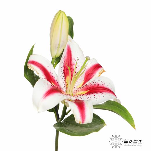 百合 | 笑脸 商品图4